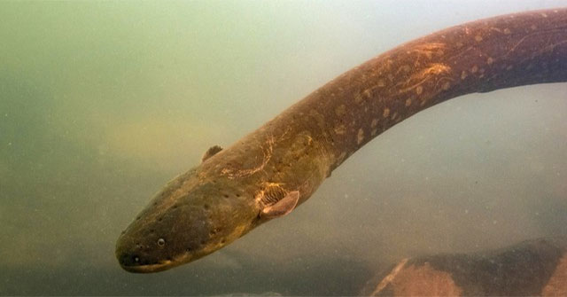 Thank this ugly animal: Without it, we wouldn't have phones to 'surf' like today