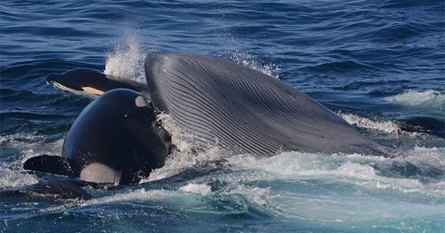 That's good fighting, but killer whales succumb to these gentle 'guardians'