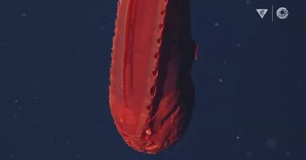The 10 most bizarre creatures found in the ocean in 2021