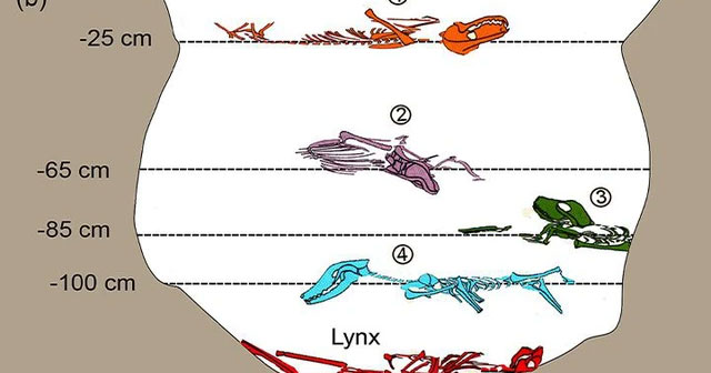 The 1,500-year-old tomb of 5 creatures confused archaeologists