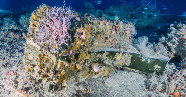 The 2,000-year-old warship contains more than a hundred species of animals