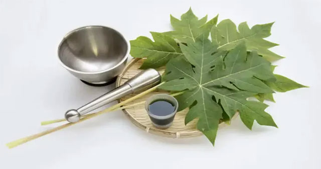 The amazing benefits of papaya leaves that few people know about