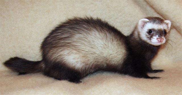 The amazing weasel must have sex or it will die.