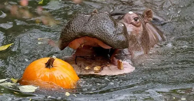 The American zoo will euthanize the Lily hippo