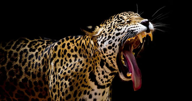 The animal with the 'world champion' bite, 117 times stronger than humans: No one can hunt them!