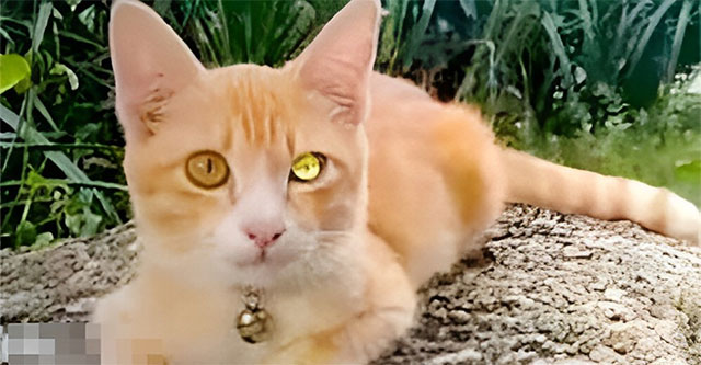 The appearance of a 'diamond-eyed' cat has many Thai people buying lottery tickets, what is the truth?