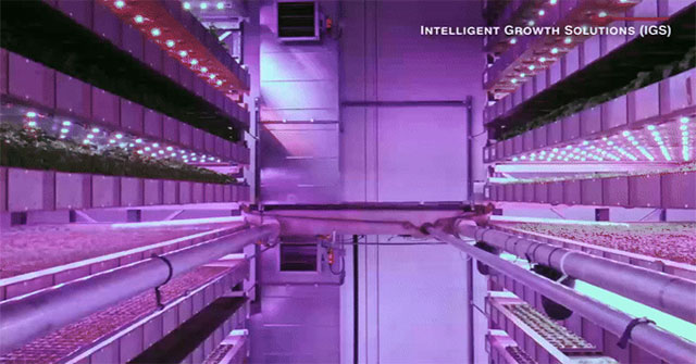 The Arab Emirates surprised the world with the world's largest 'vertical farm'