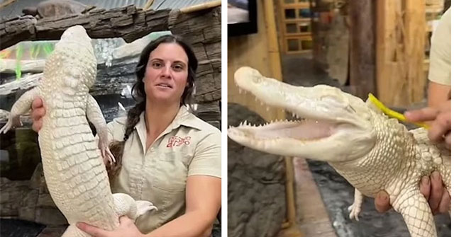 The baby alligator laughs happily when it is scratched at the right itch, both precious and rare because of its special features on the body
