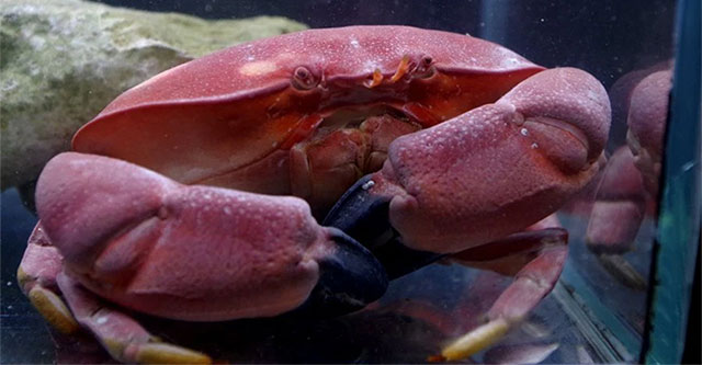 The beautiful crab is exactly like the Doraemon donut, but no one dares to eat it