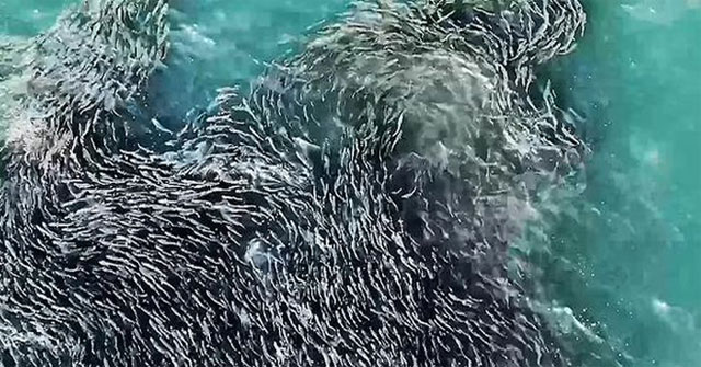 The beautiful 'dance' of the giant fish in the ocean