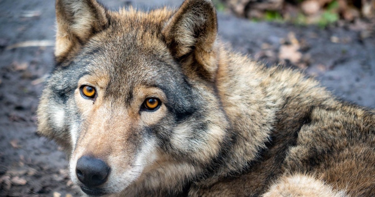The beautiful Norwegian wolf breed is officially extinct