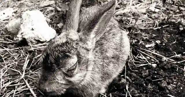 The biggest rabbit hunt in human history: When the virus no longer evolves in the same way