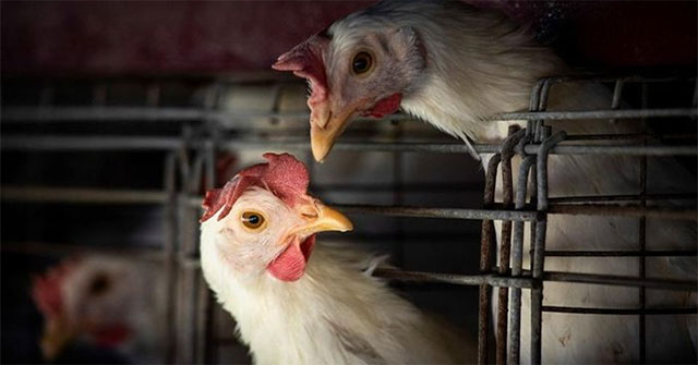 The bird flu epidemic was so bad that Japan ran out of land to bury chickens