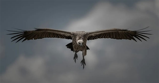 The bird set the record for the highest flight on the planet