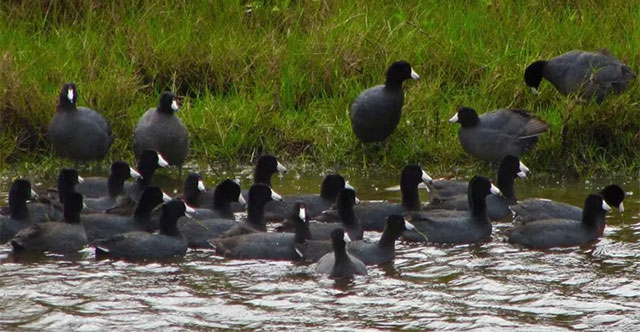 The bird species that was once 'offered to the king' has now become a rare, nutritious and expensive dish.