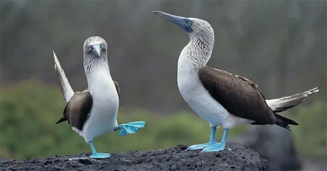 The bird with blue feet attracts the opposite sex with its unique dance.