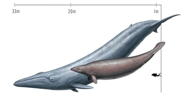 The blue whale reclaims the title of largest animal on the planet