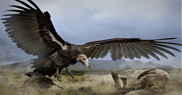 The California falcon is just a shrimp, this is a giant bird in ancient North America
