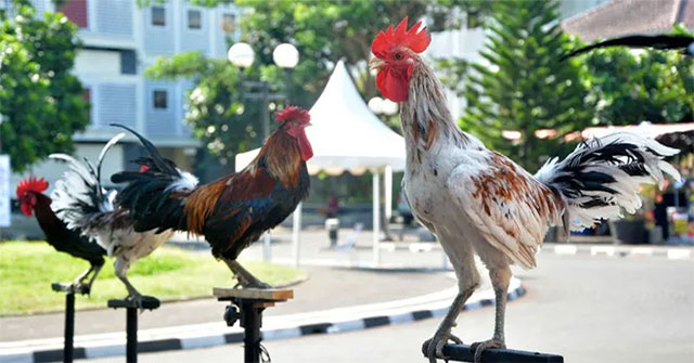 The chicken breed that symbolizes royal power 'laugh' like a human