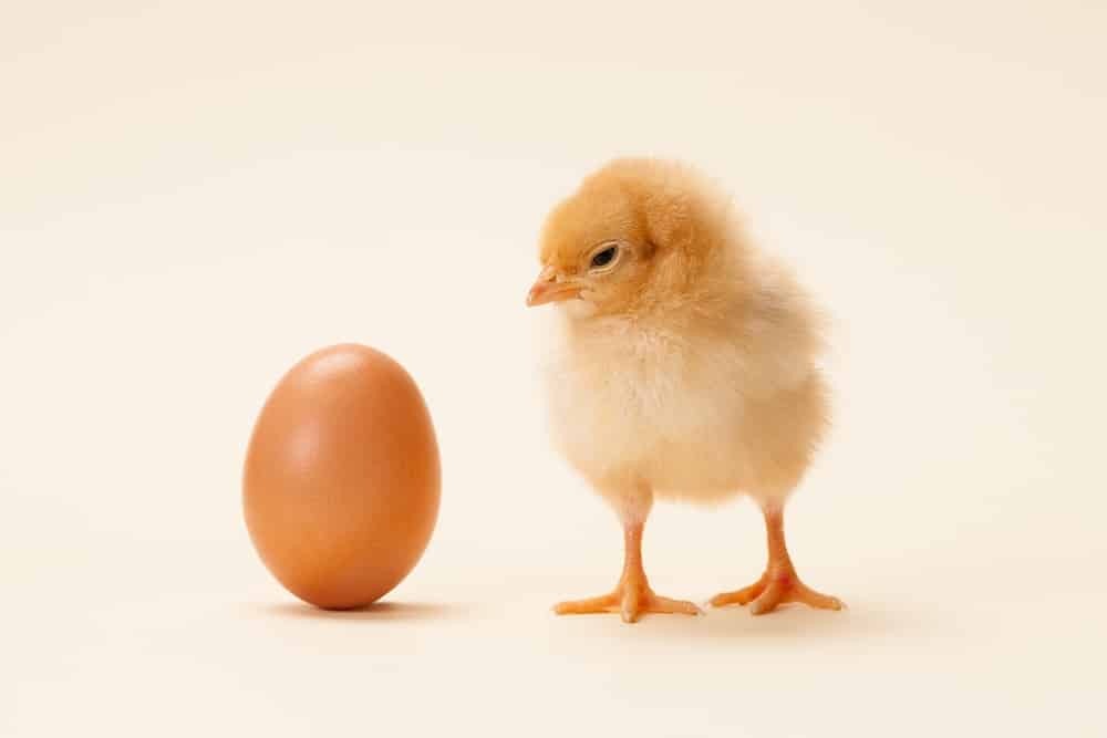 The chicken or the egg came first - the question has the answer