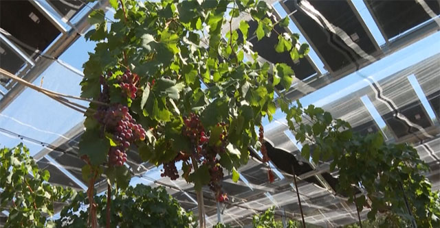 The covered orchard is a solar cell