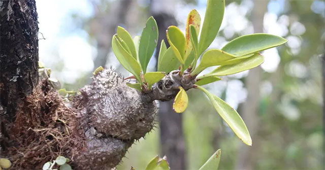 The creepy thing in the extremely strange and rare plants of Vietnam