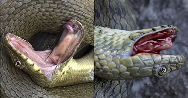 The 'cunning' snake knows how to pretend to be dead and spit out its own blood like in the movies