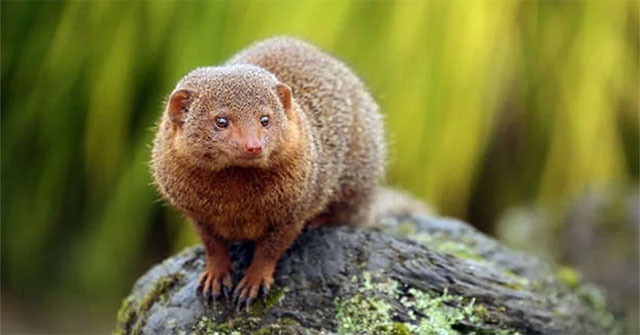 The cutest little animals in the world