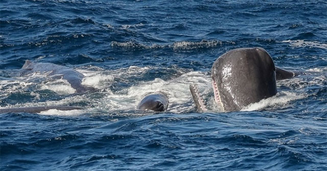 The dangerous blow helps sperm whales repel killer whales