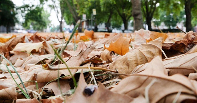 The dangers of 'fake' autumn in England