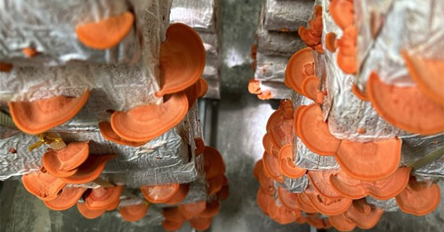 The doctor researched growing red mushrooms with rice husks