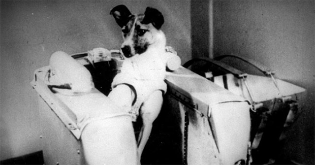 The dog astronaut Laika and the one-way flight of no return'