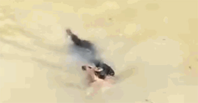 The dog risked his life to jump into the river to save the baby deer that was about to drown