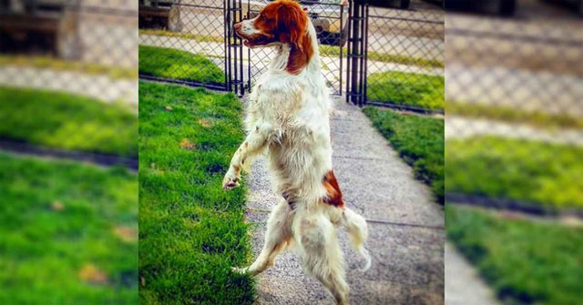 The dog that walks on two legs is extremely proficient like a human