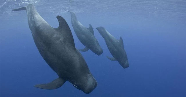 The domination of the sea by killer whales is gradually being replaced by pilot whales?