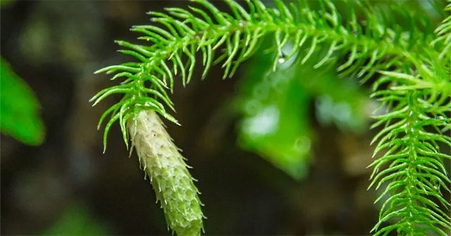 The 'dragon over the mountain' tree was rarely noticed in the past, but now with money it is not certain to be able to buy it.