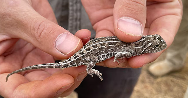 The 'dragon' species that was thought to only exist in myths is one of the rarest on the planet.