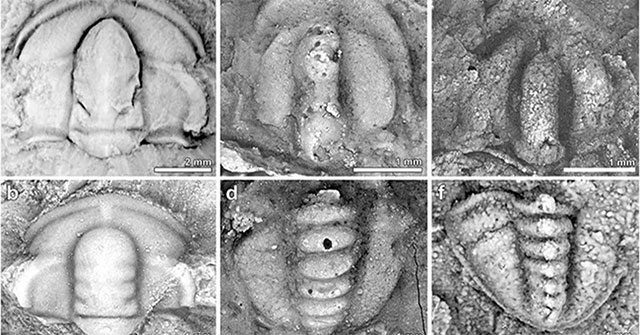 The Earth's crust shifted, causing many animal species to disappear