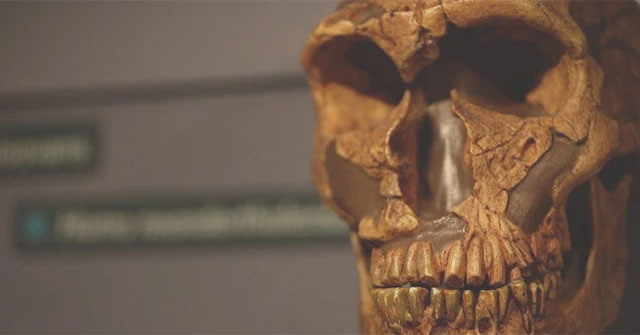The extinction of the Neanderthals was not caused by our ancestors overnight!