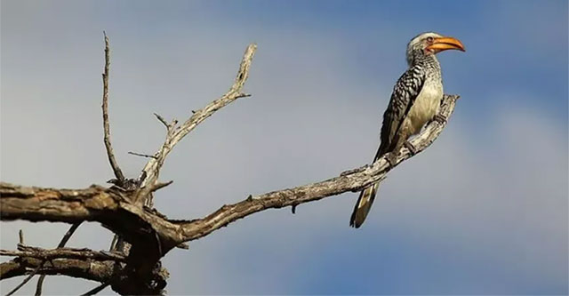 The famous colorful bird in the movie 'The Lion King' is about to become extinct