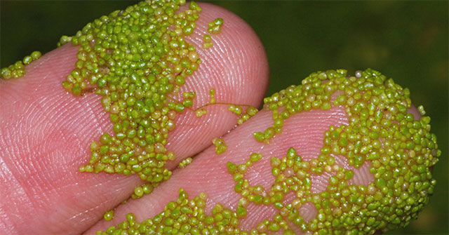 The fastest plants in the world