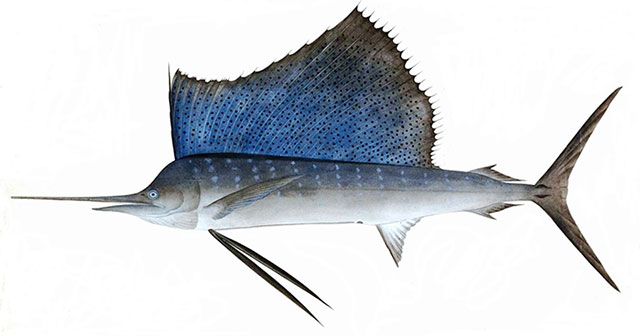 The fastest swimming fish in the ocean: Competing with the 'speed king' of the steppe