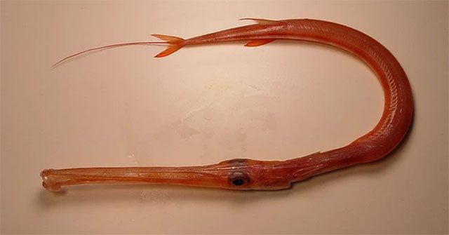 The female angler pulls up a red and very long creature: A rare sea dragon, only 'rich people dare to eat'