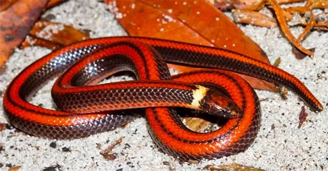 The fiery beauty of the burrowing snake has only 3 individuals left