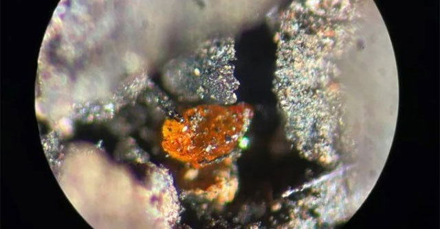 The first block of amber discovered in Antarctica