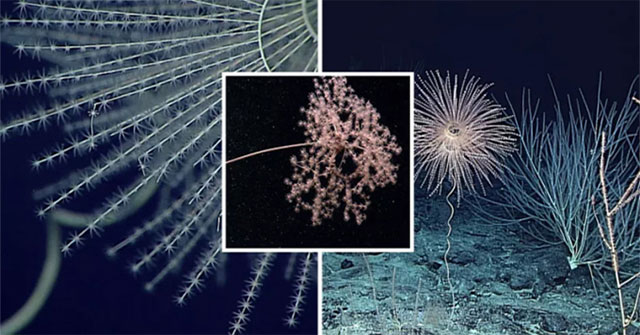 The first group of animals on Earth to glow