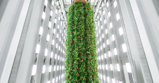 The first indoor vertical farm grows strawberries