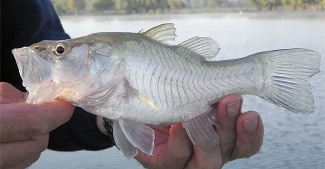 The fish is ready to fast, 'raise other boys' just to… girls!