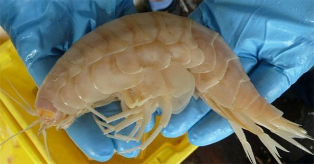 The fisherman caught a shrimp that looked like an alien creature, and when he heard the expert's analysis, his face immediately turned pale