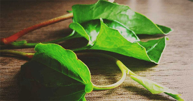 The fishy-tasting leaves are extremely sensitive 'hypoglycemic drugs', growing on the edges of Vietnamese fields